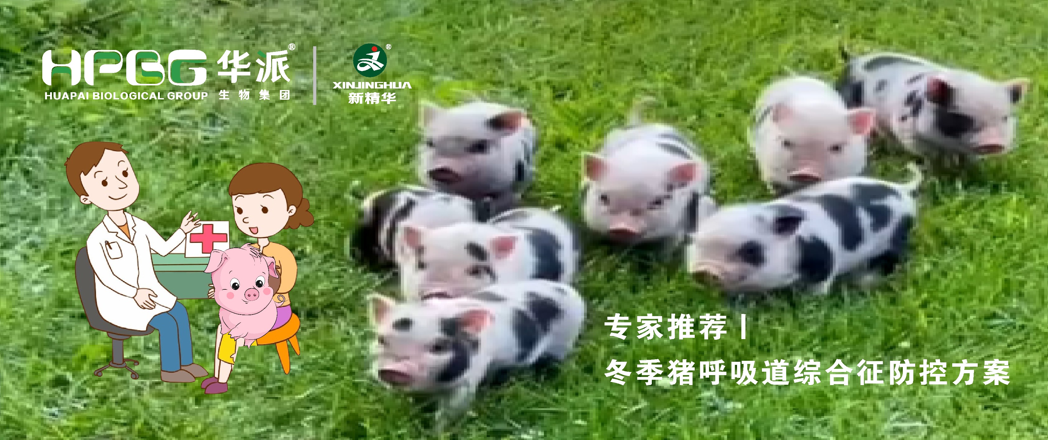 视频丨冬季猪呼吸路综合征防控规划，请收好&hellip;&hellip;